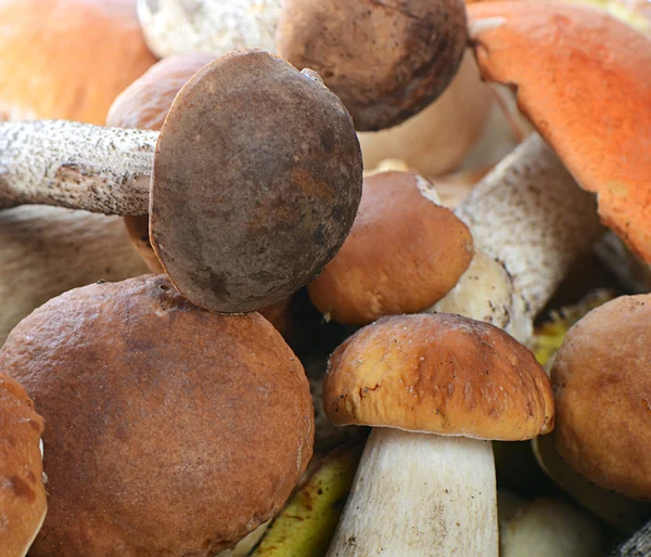 Raw boletus edulis mushrooms — Stock Photo, Image