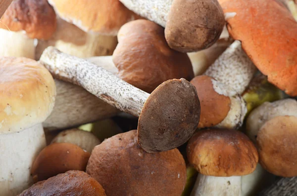 Syrové boletus edulis houby — ストック写真