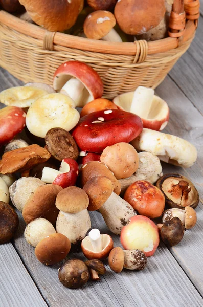 Cogumelos boletus edulis crus — Fotografia de Stock