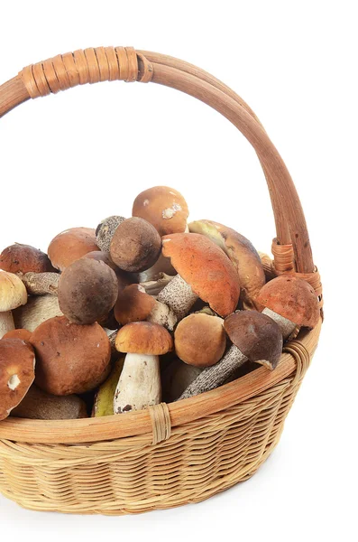 Cogumelos em bruto boletus edulis na cesta — Fotografia de Stock