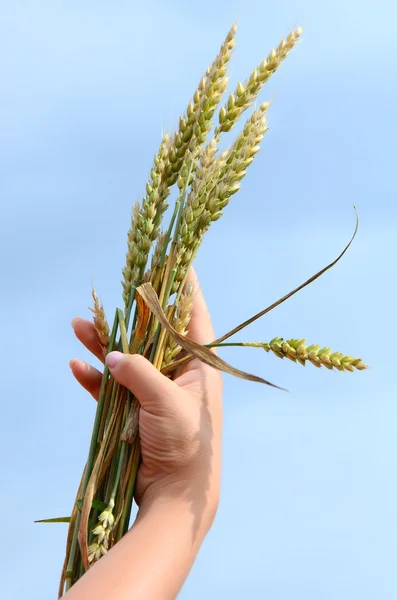 Main féminine avec épis de blé — Photo