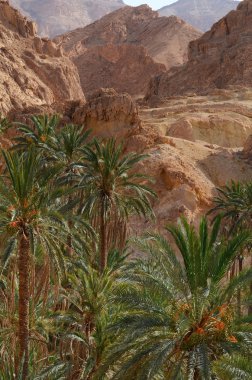 ünlü dağ oasis chebika