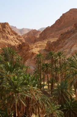 ünlü dağ oasis chebika