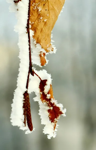 Frozen tree branch — Stock Photo, Image