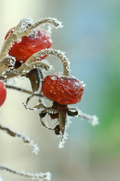 Red rose hips — Stock Photo, Image