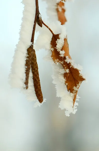 Branche d'arbre congelée — Photo