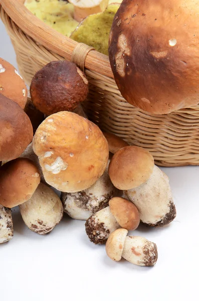 Boletus edulis mushrooms — Stock Photo, Image