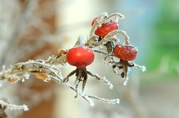 Ягоды красной розы под морозом — стоковое фото