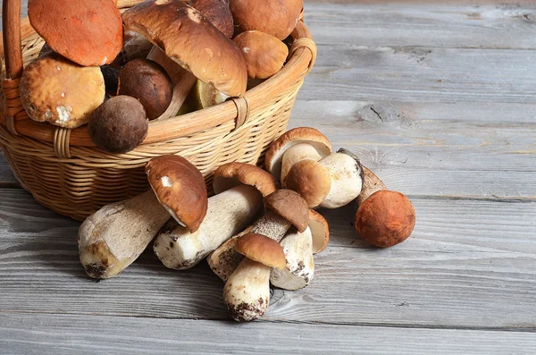 Raw boletus edulis mushrooms — Stock Photo, Image