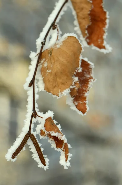 Branche d'arbre congelée — Photo