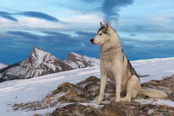 Siberische husky in de besneeuwde bergen — Stockfoto