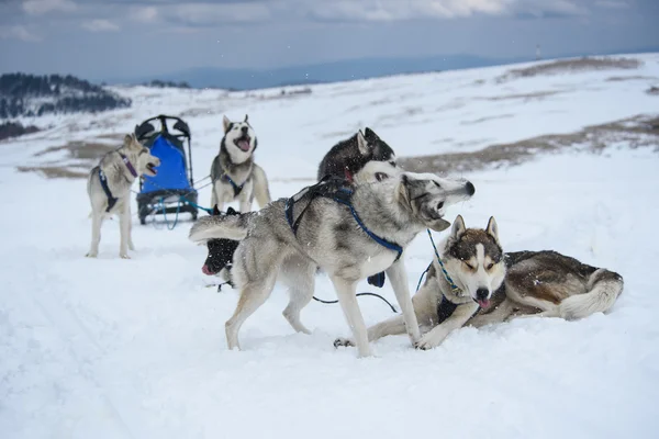 Una squadra di cani hsuky che si prendono una pausa — Foto Stock