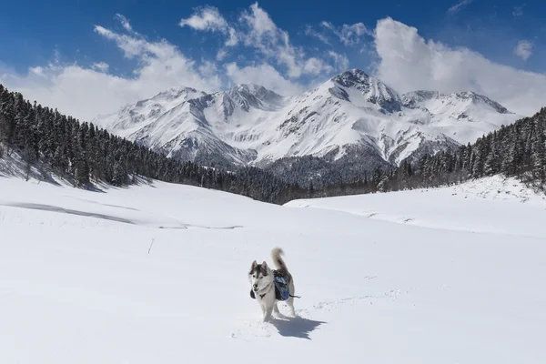 Husky psa trekking v zimních horách — Stock fotografie