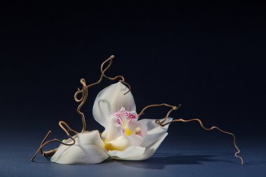 Gri arkaplanda beyaz orkide.