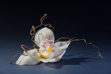 Gri arkaplanda beyaz orkide.