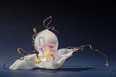 Gri arkaplanda beyaz orkide.