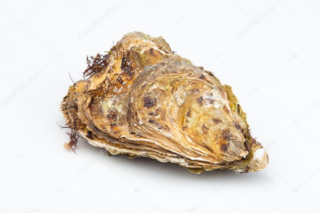 The fresh closed oyster