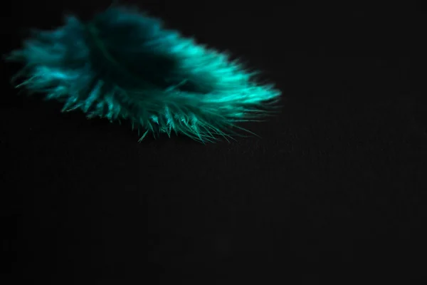 Plumes isolées en fond noir — Photo