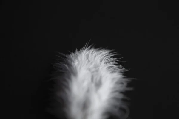 Feathers isolated in black background — Stock Photo, Image