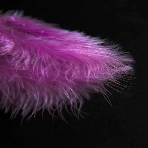 Feathers isolated in black background — Stock Photo, Image