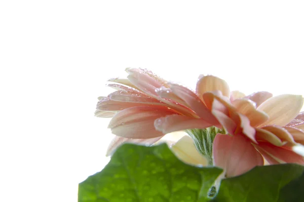雏菊非洲菊 — 图库照片