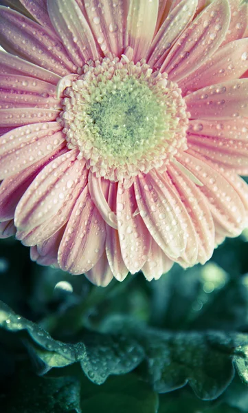 Art af Gerbera - Stock-foto