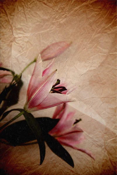 Lilia kwiat sztuki — Zdjęcie stockowe