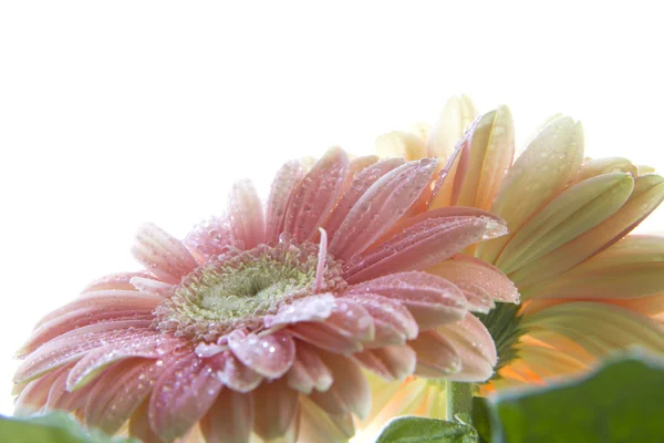 Madeliefje gerbera Rechtenvrije Stockfoto's