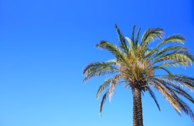 Mavi gökyüzünde palmiye ağaçları