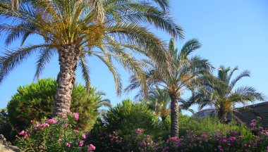 Muhteşem sakin tropikal peyzaj