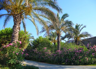 Muhteşem sakin tropikal peyzaj