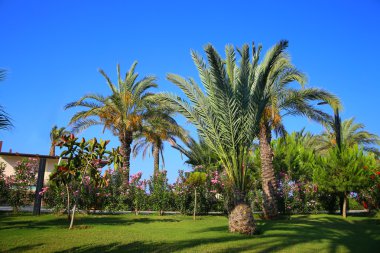 Muhteşem sakin tropikal peyzaj