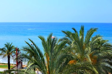 Mavi gökyüzünde palmiye ağaçları