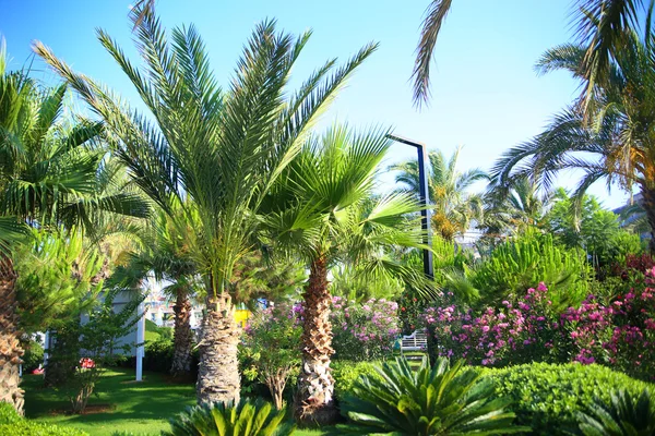 Muhteşem sakin tropikal peyzaj