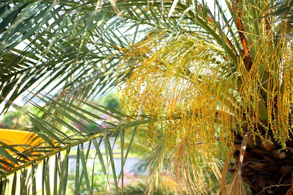 Jonge fruitbomen palm — Stockfoto