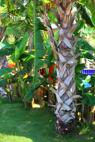 Magnificent tranquil tropical landscape — Stock Photo, Image