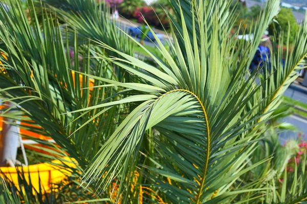 Palm blad med radiellt mönster — Stockfoto