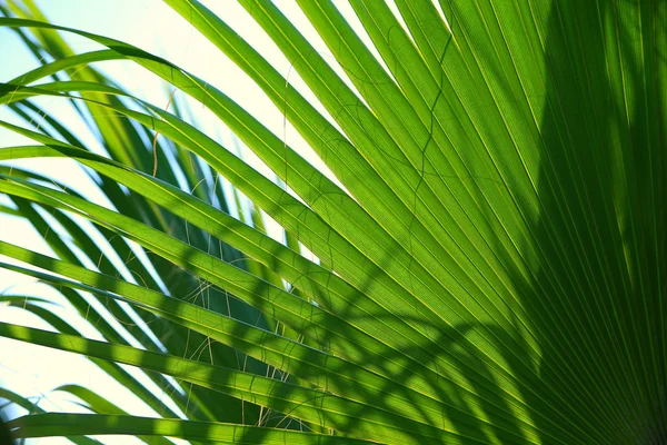 Palm blad med radiellt mönster — Stockfoto