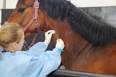 Veteriner Doktor at - intravenöz enjeksiyon ile