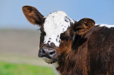 Şirin yeni doğan buzağı