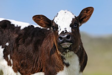 Şirin yeni doğan buzağı