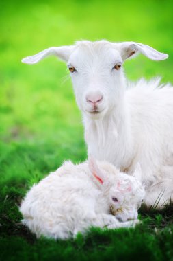 A goat and just born yearling in spring field clipart