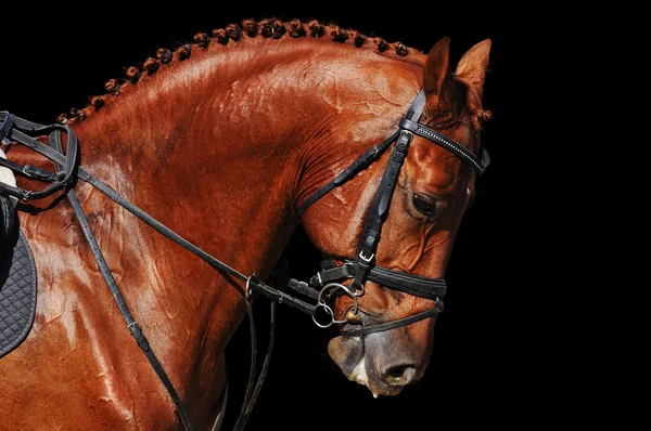 Kop Van Mooie Kastanje Paard Geïsoleerd Zwarte Achtergrond — Stockfoto