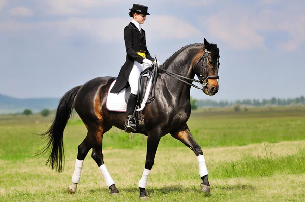 Dressage rider on bay horse  in field — Stock Photo, Image