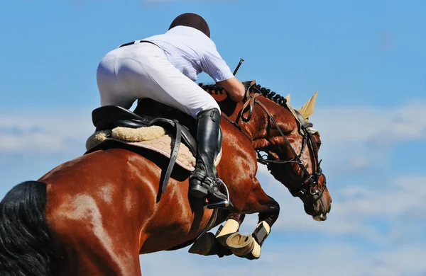 Ecuestre: Jinete a caballo de bahía en espectáculo de saltos —  Fotos de Stock