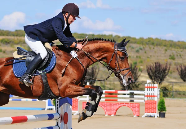 Ridsport: Rider på bay häst i hoppning, show — Stockfoto
