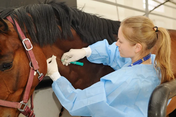 Dierenarts arts met paard - intraveneuze injecties — Stockfoto