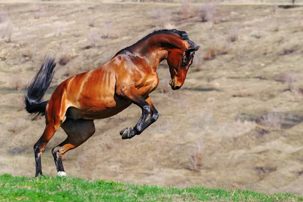 Bay Häst Som Springer Fältet — Stockfoto