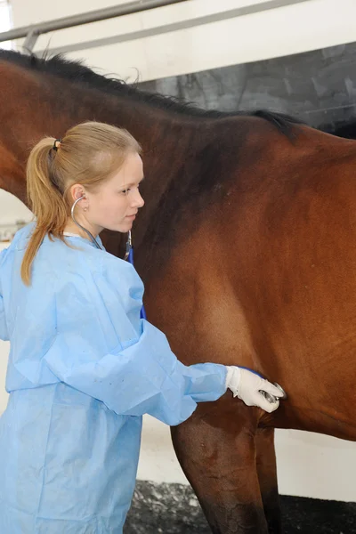 Veterinario esame cavallo-auscultazione con stetoscopio — Foto Stock