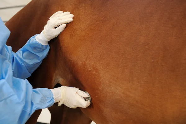 Dierenarts onderzoekt paard - auscultatie met stethoscoop — Stockfoto